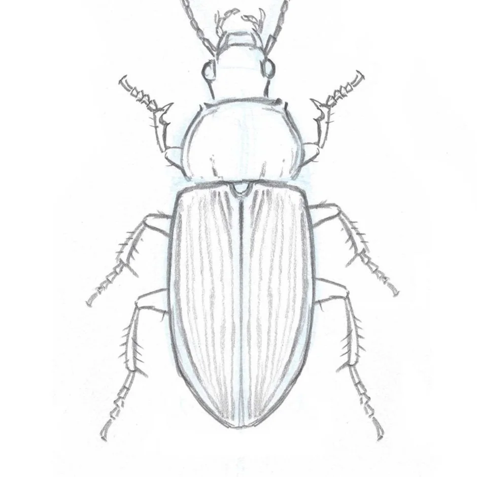 Нарисовать майского жука карандашом