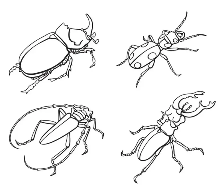 Рисунок жука оленя карандашом