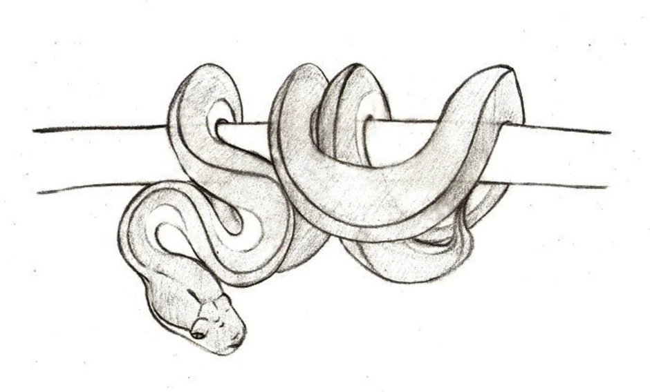 Змейка для начинающих. Змея карандашом. Змея рисунок карандашом для срисовки. Рисунок змеи для срисовки. Поэтапное рисование змеи.