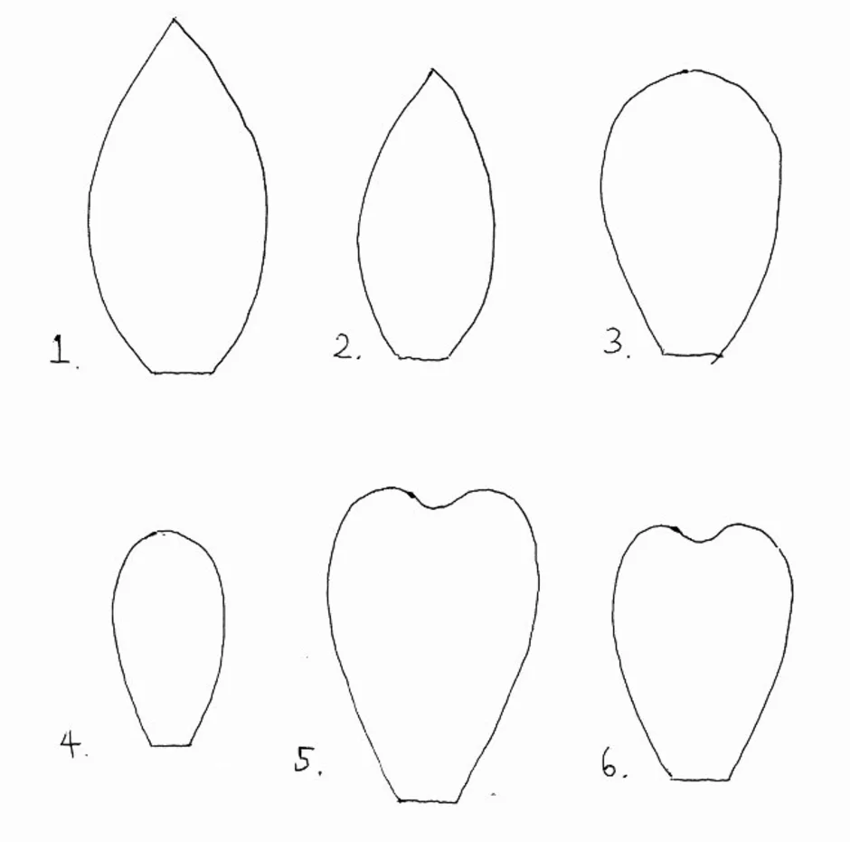 Как рисовать лепестки