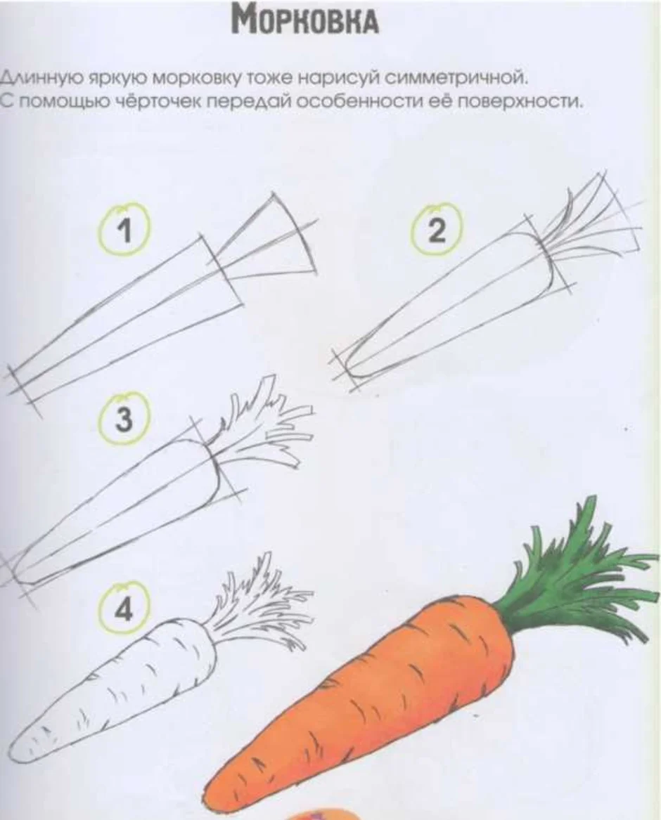 Технологическая карта 4 класса изо. Рисование овощи. Овощи карандашом. Как нарисовать морковь. Поэтапное рисование овощей.