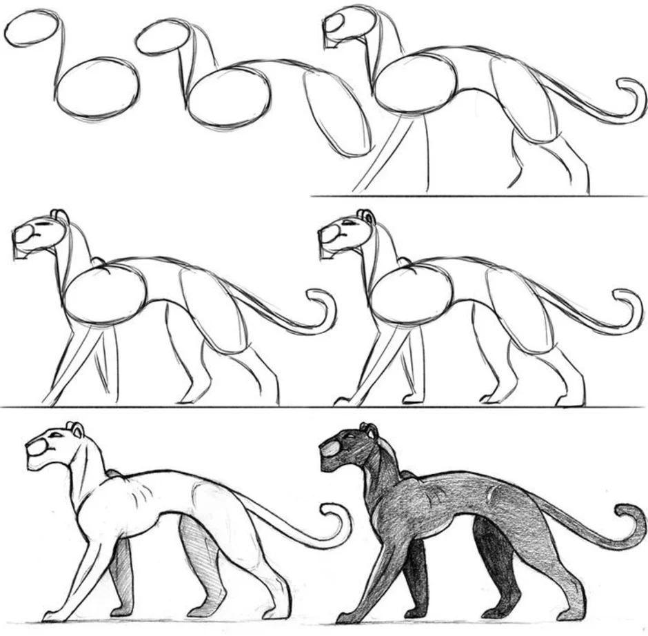 Как нарисовать черную пантеру карандашом поэтапно для начинающих