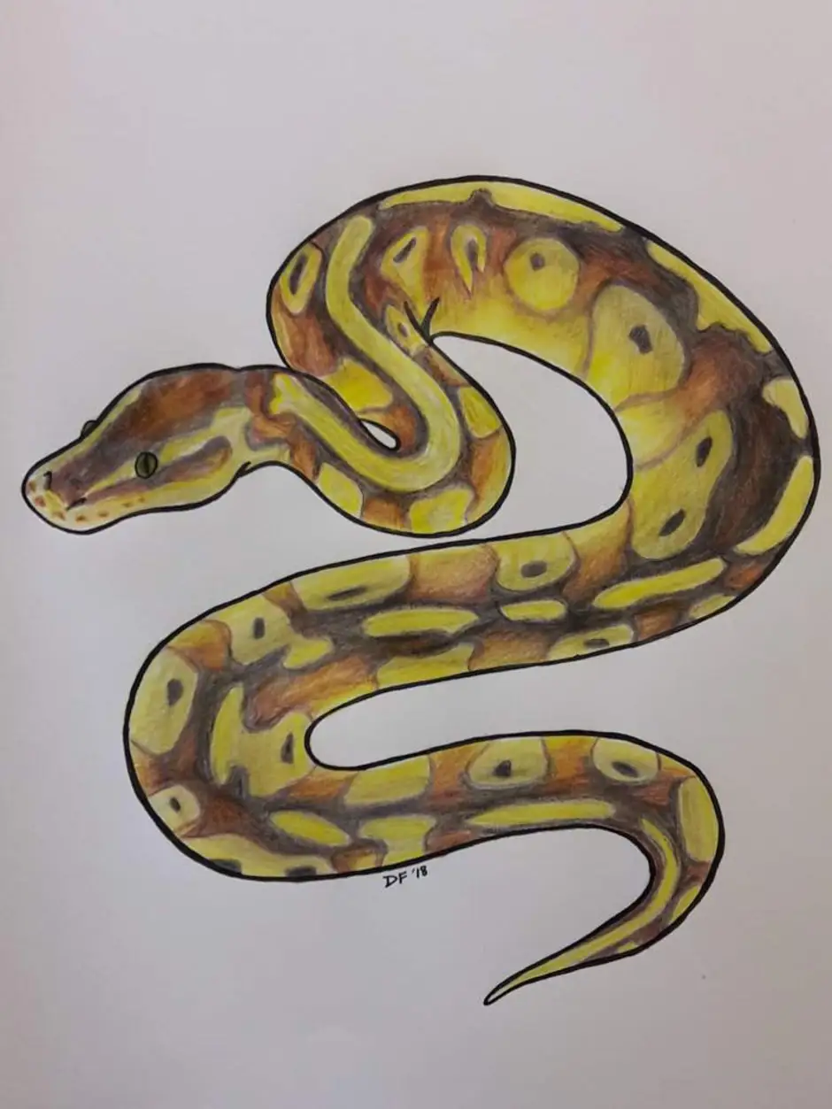 Удав рисунок. Змея рисунок. Змея карандашом. Рисунок змеи для детей. Рисунок змеи для срисовки.