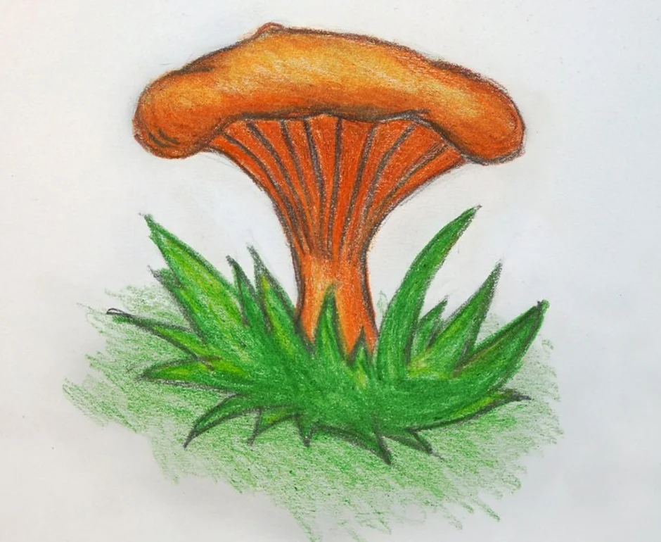 Рисунок гриба 5 класс. Гриб Лисичка срисовать. Гриб Рыжик и гриб Лисичка. Гриб Лисичка рисунок карандашом. Рисовать гриб Лисичка.