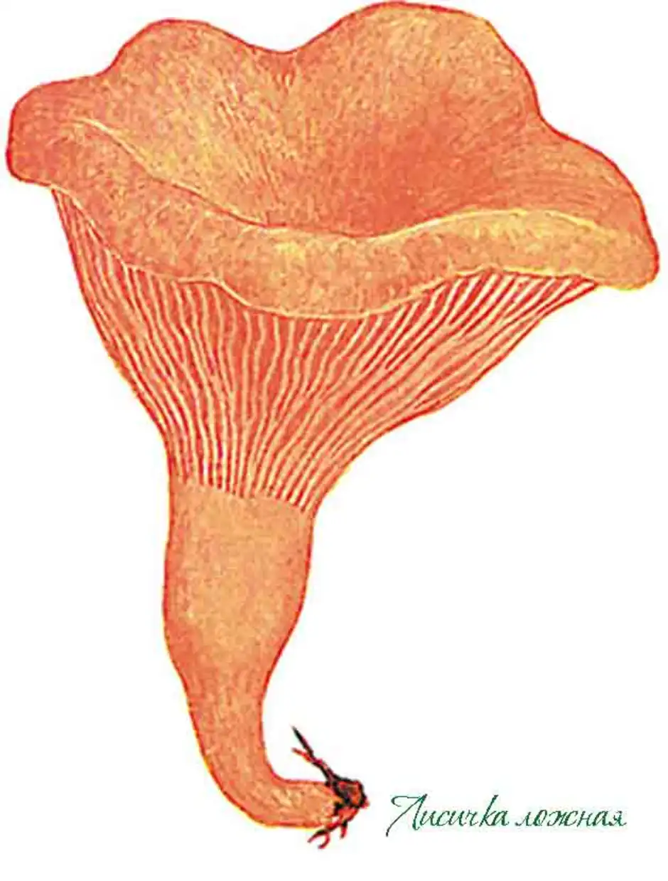 грибы лисички картинки для детей цветные