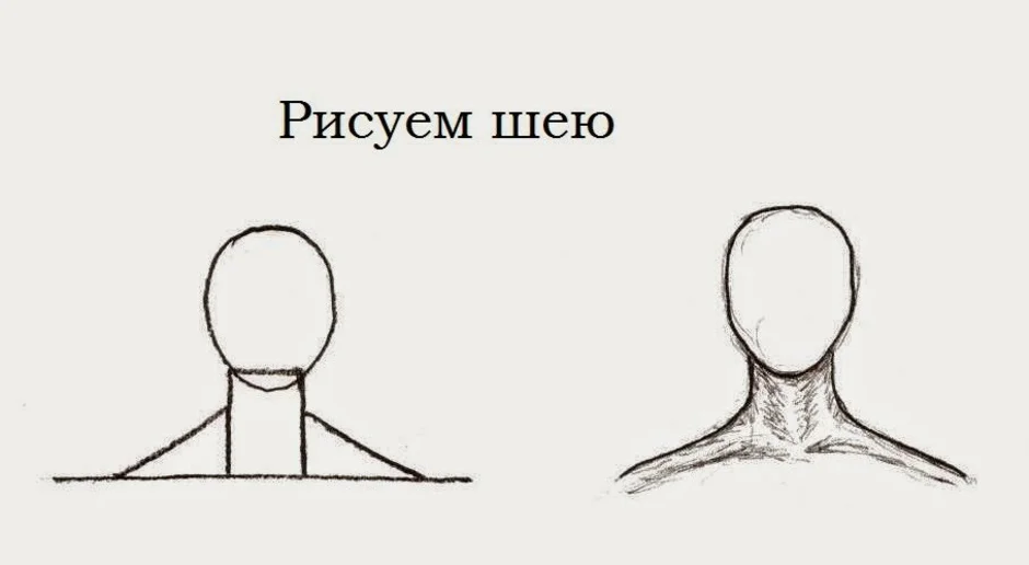 Виды головы и плеч. Нарисовать шею. Нарисовать голову и шею. Рисование шеи поэтапное. Шея и плечи рисование.