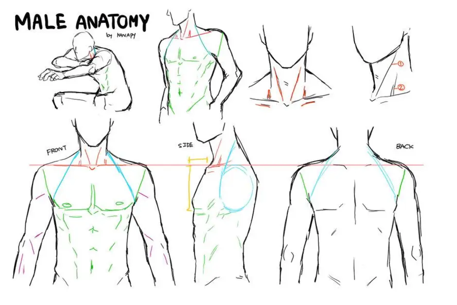 Как рисовать мужские тела