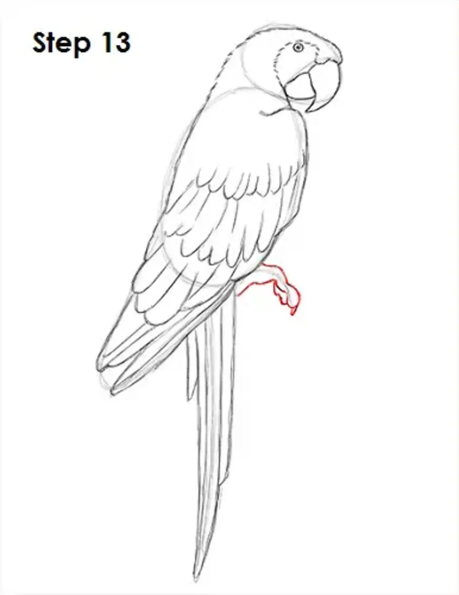Попугай ара карандашом