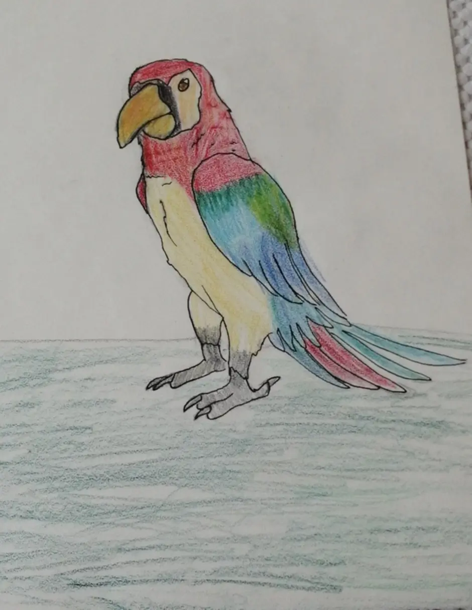 Попугай ара цветными карандашами