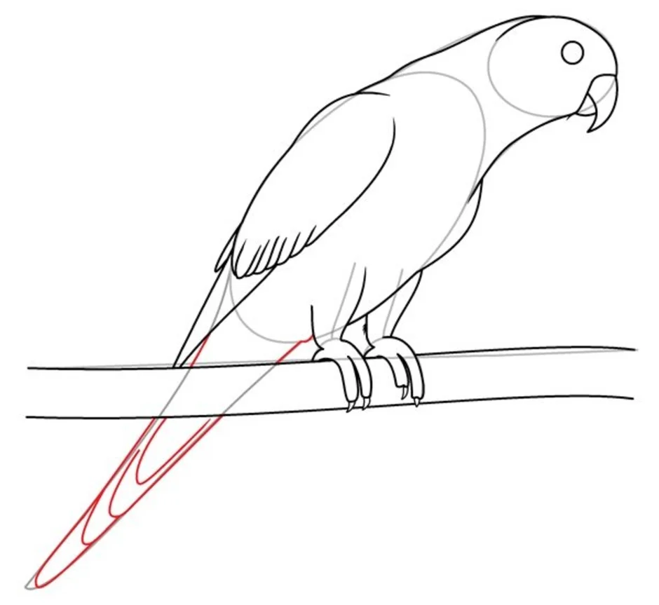 Как нарисовать попугая фото