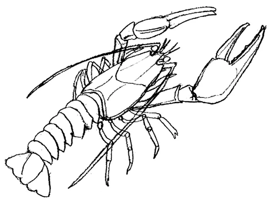 Как нарисовать рака для детей