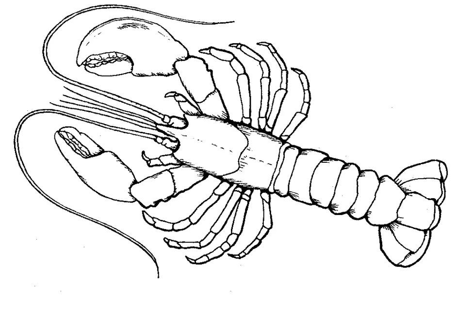 Как нарисовать лобстера