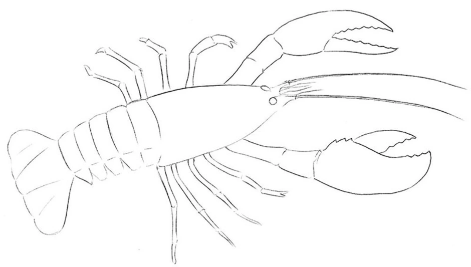 Речной рак рисунок. Ракообразные рисовать. Рачки рисунок. Легкое рисование Рачков. Рачки рисунок карандашом.