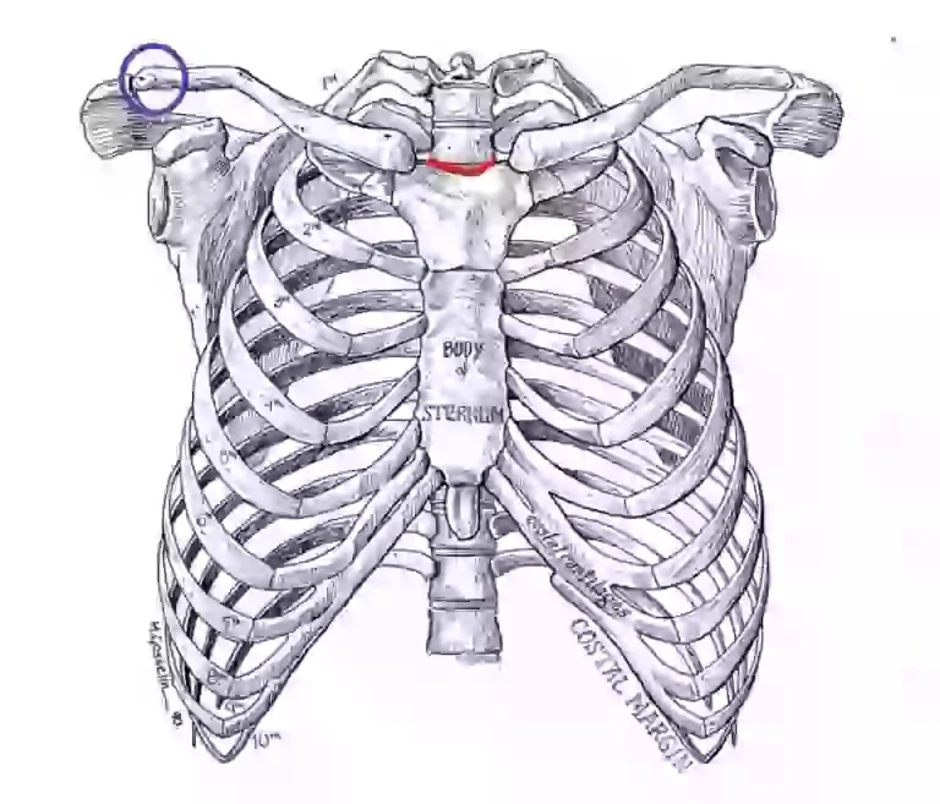 Как нарисовать грудную клетку человека