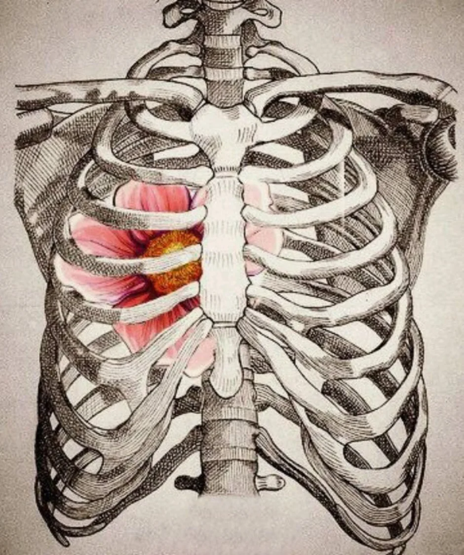 Легкие между ребер. Ребра анатомия. Реберная клетка анатомия. Ребра скелет анатомия. Анатомия человека грудная клетка ребра.