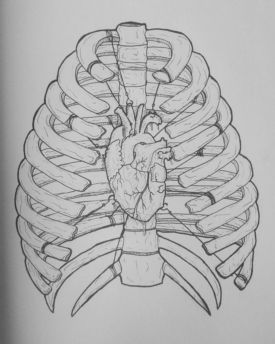 Как нарисовать грудную клетку человека