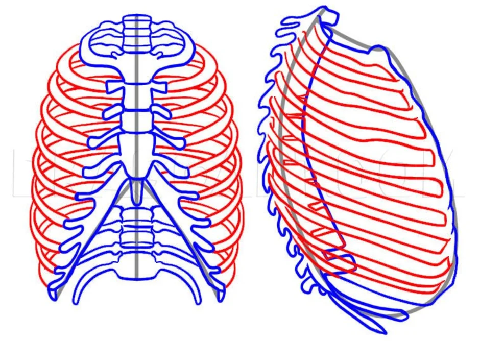 Как нарисовать грудную клетку человека