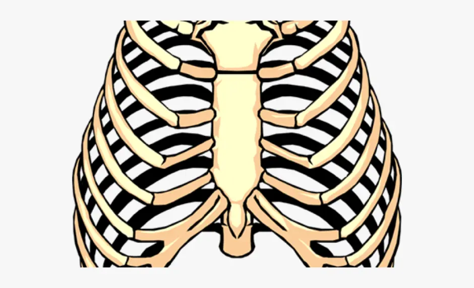 Грудная клетка картинка. Скетч рёбер. Грудная клетка карандашом. Грудная клетка рисунок для срисовки. Половина грудной клетки для Кощея печать.