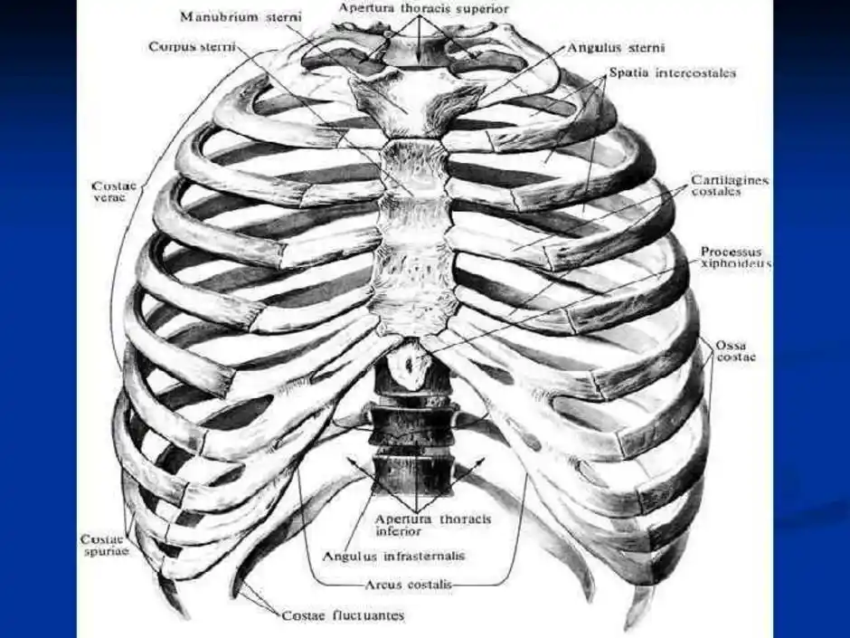 Грудная клетка человека анатомия с подписями рисунок