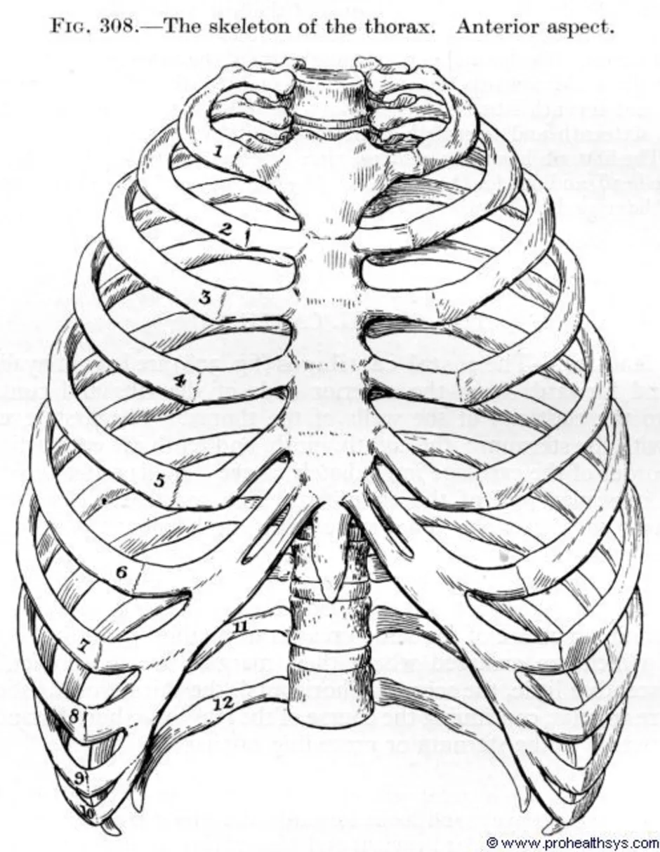 Грудная клетка скелет рисунок