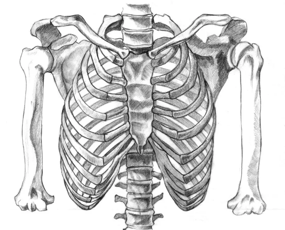 Грудная клетка скелет рисунок