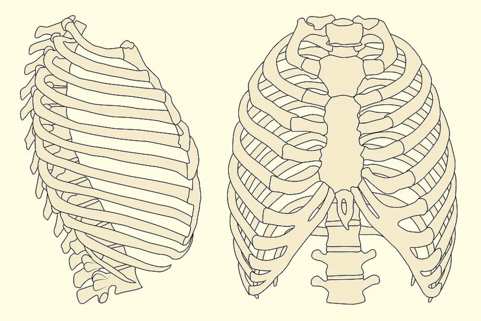 Рисунок грудная клетка человека с подписями