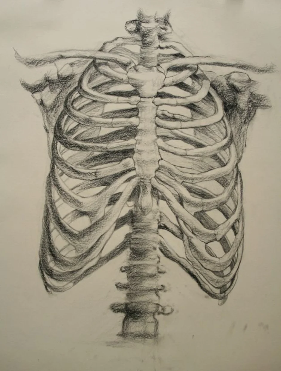 Легкие между ребер. Ребра и Грудина анатомия. Человеческая грудная клетка скелет. Скелет грудной клетки анатомия. Ребра скелет анатомия.