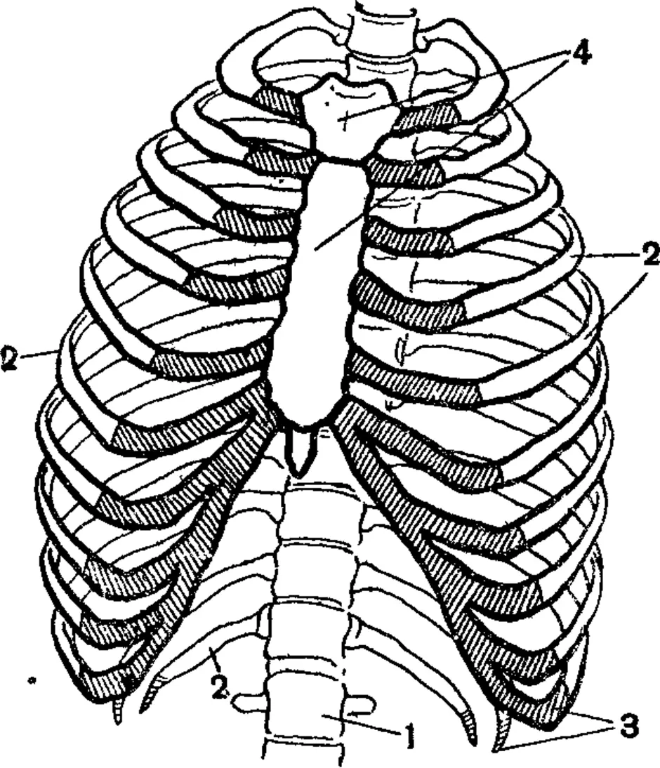 8 ребро рисунок. Анатомия скелет грудной клетки ребра Грудина. Скелет грудной клетки строение грудины. Скелет ребра позвоночник Грудина. Скелет грудной клетки ребра.