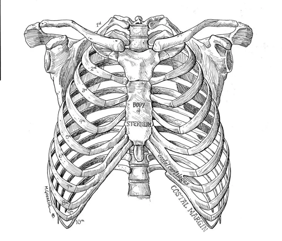 Рисунок костей грудной клетки