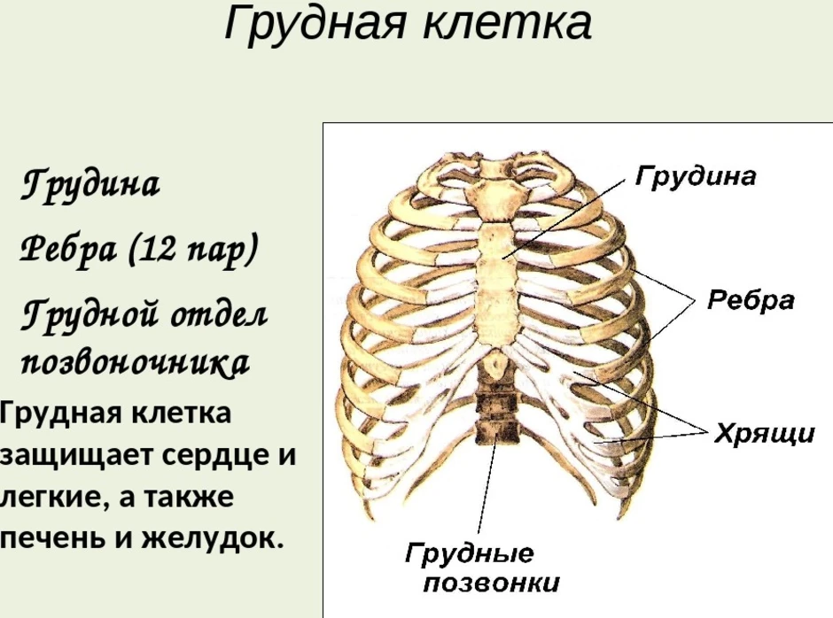 Какое строение грудной клетки. Скелет туловища Грудин человека анатомия. Скелет человека Грудина ребра. Анатомия скелет грудной клетки ребра Грудина. Скелет грудной клетки кости их соединения.
