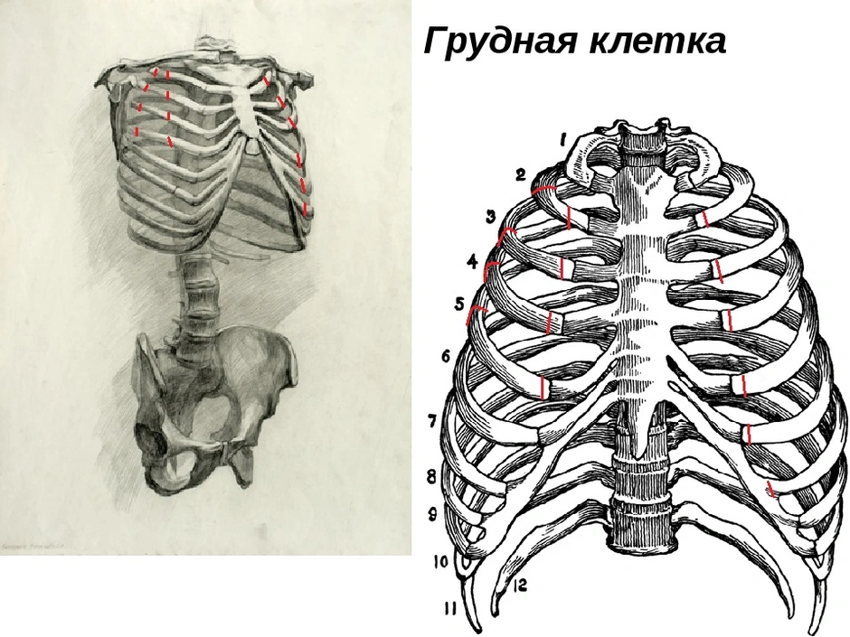 Нарисовать грудную клетку