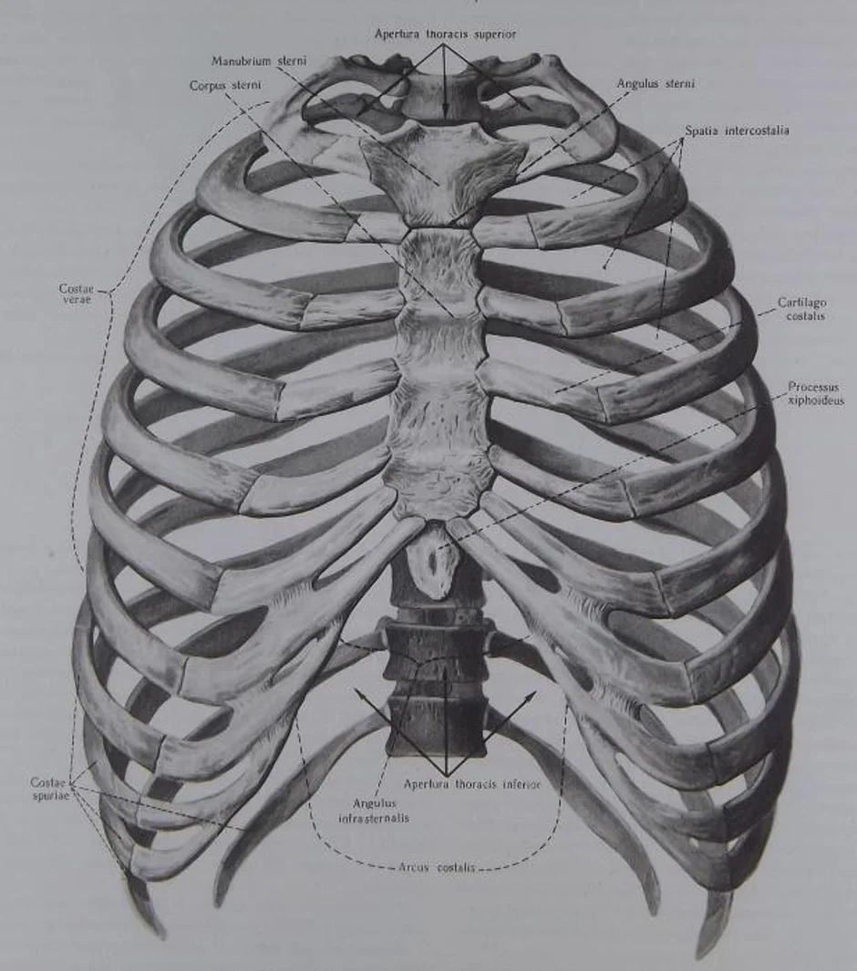 Рисунок грудной клетки человека