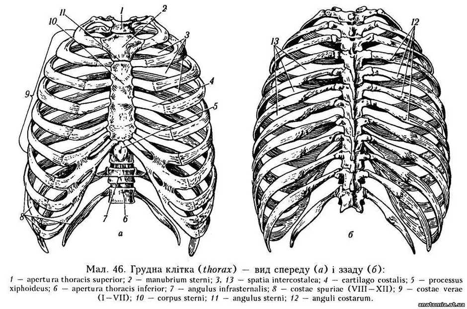 Ладьевидная грудная клетка рисунок