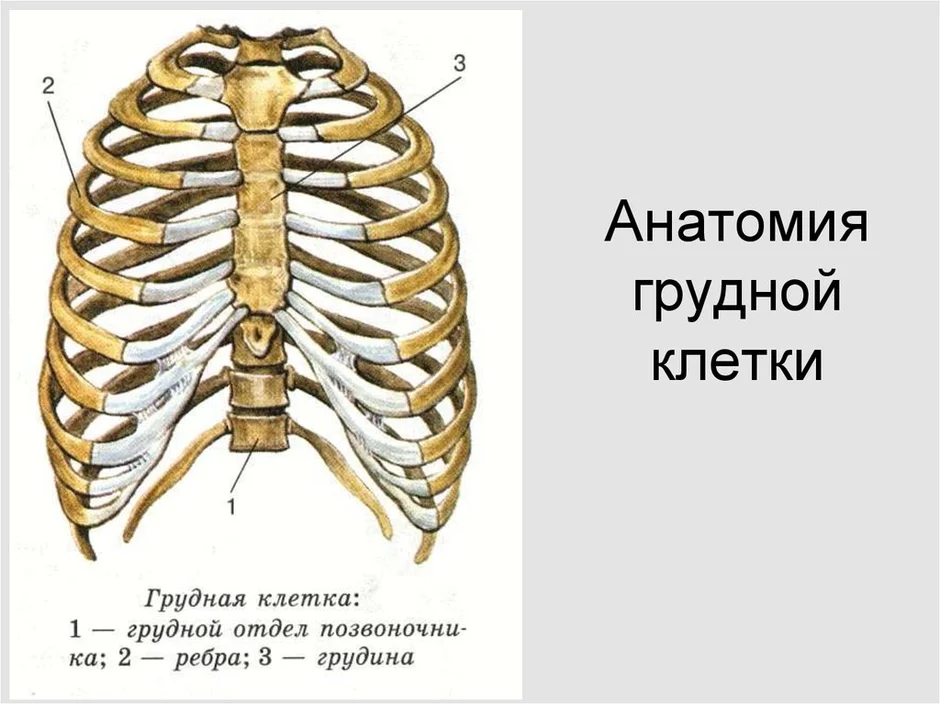 Рисунок грудной клетки человека