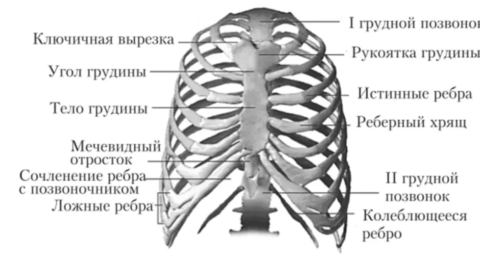 Какое строение грудной клетки. Скелет грудной клетки человека с названием костей. Грудная клетка анатомия 10 ребро. Скелет человека Грудина ребра. Грудная клетка строение анатомия.