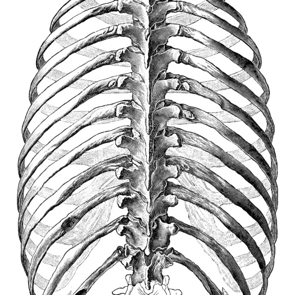Грудная клетка рисунок. Анатомия ребер грудной клетки сзади. Скелет грудной клетки сзади. Ребра вид сзади человека анатомия. Скелет грудной клетки человека вид сзади.