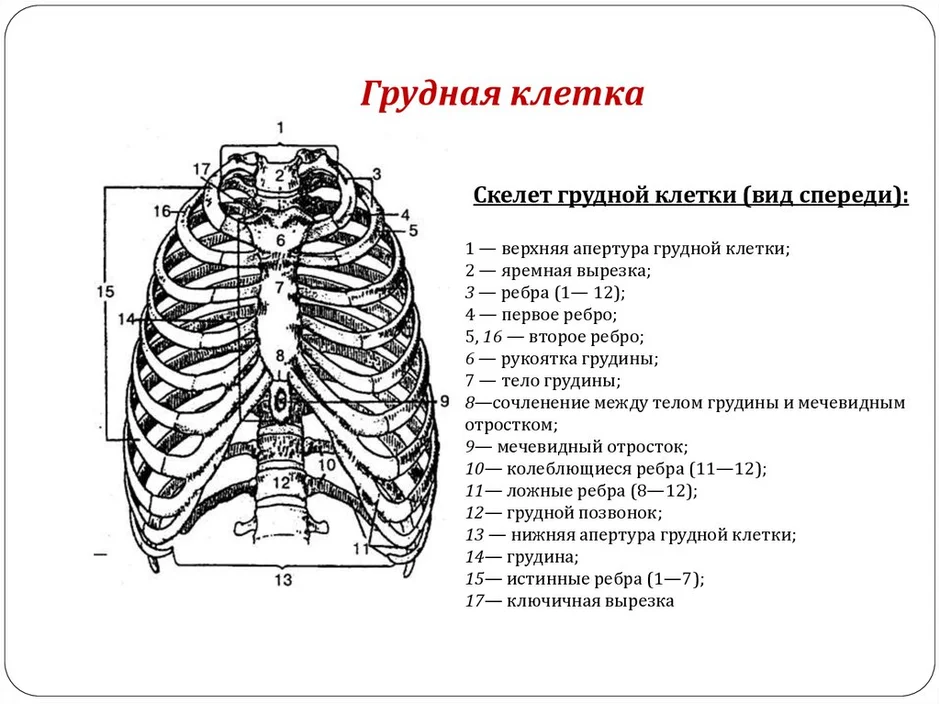 Грудная клетка скелет рисунок