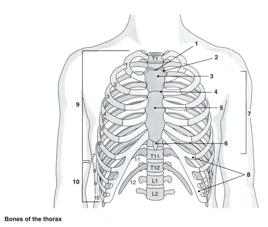 Верхний край ребра. Анатомия грудной клетки: Грудина. Анатомия ребер грудной клетки. Анатомия скелет грудной клетки ребра Грудина. Анатомия человека грудная клетка ребра.