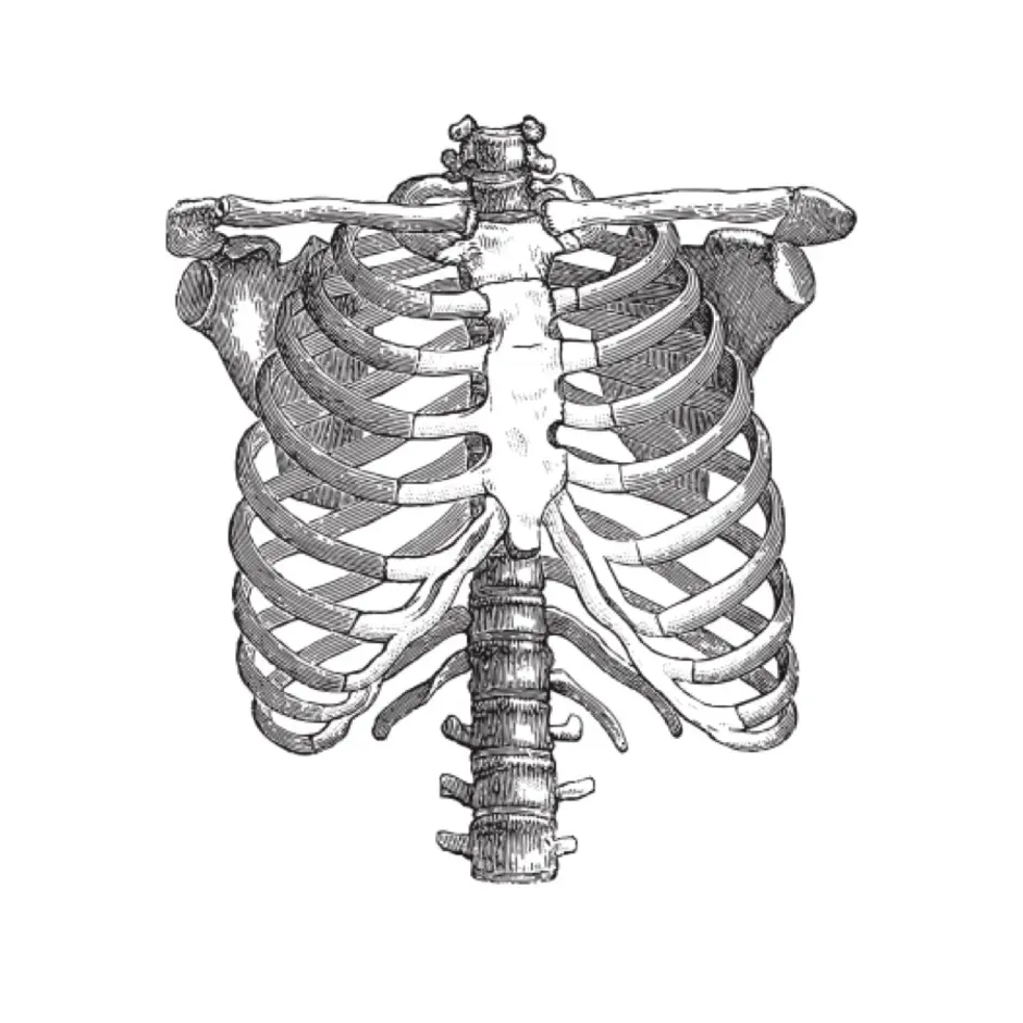 Рисунок грудной клетки человека