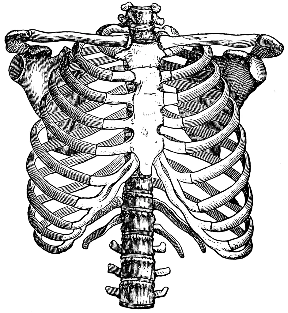 Грудная клетка скелет. Скелет грудной клетки ребра. Анатомия скелет грудной клетки ребра Грудина. Скелет человека грудная клетка ребра. Скелет грудной клетки спереди.