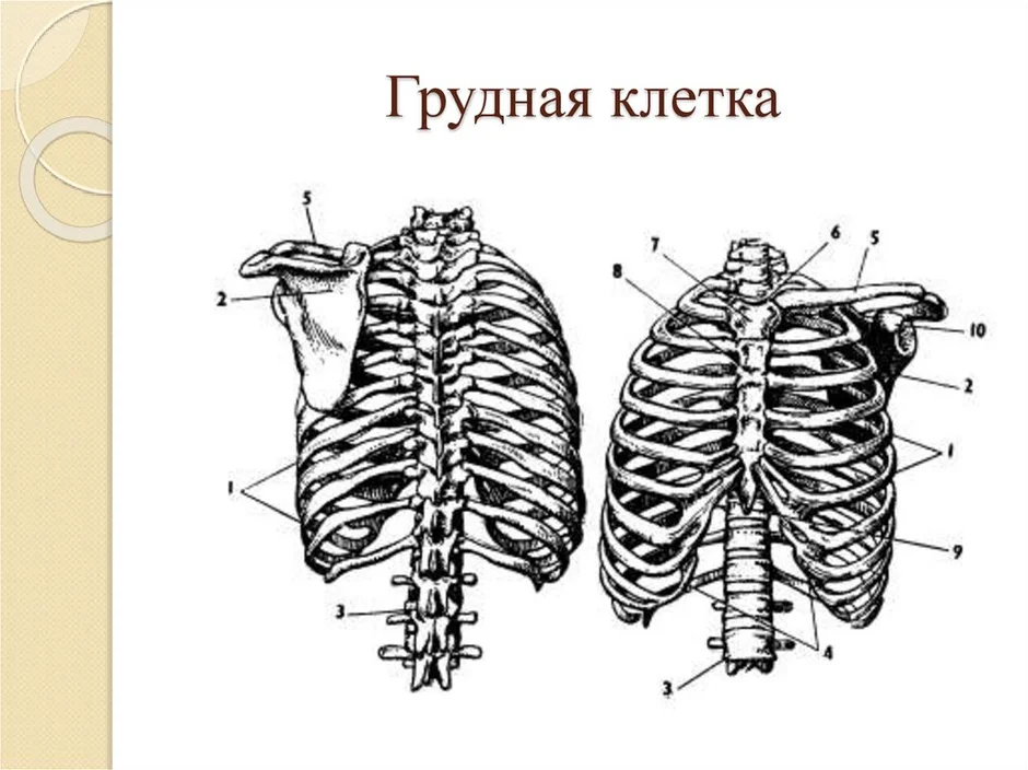 Ребра рисунок анатомия