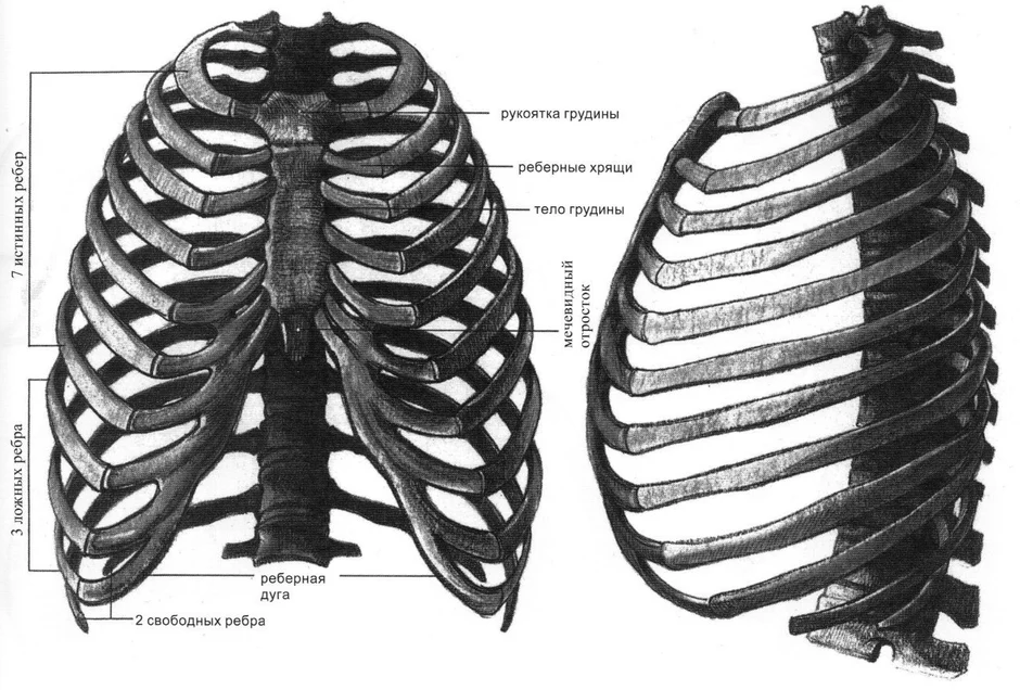 Рисунок костей грудной клетки