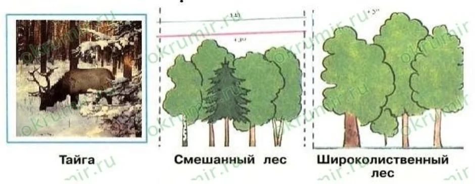 Нарисовать тайгу широколиственный лес. Рисуем широколиственный лес 4 класс. Тайга смешанный лес широколиственный лес рисунок. Рисунок тайги смешанный и широколиственный лес 4. Нарисовать тайгу смешанный и широколиственный лес 4.