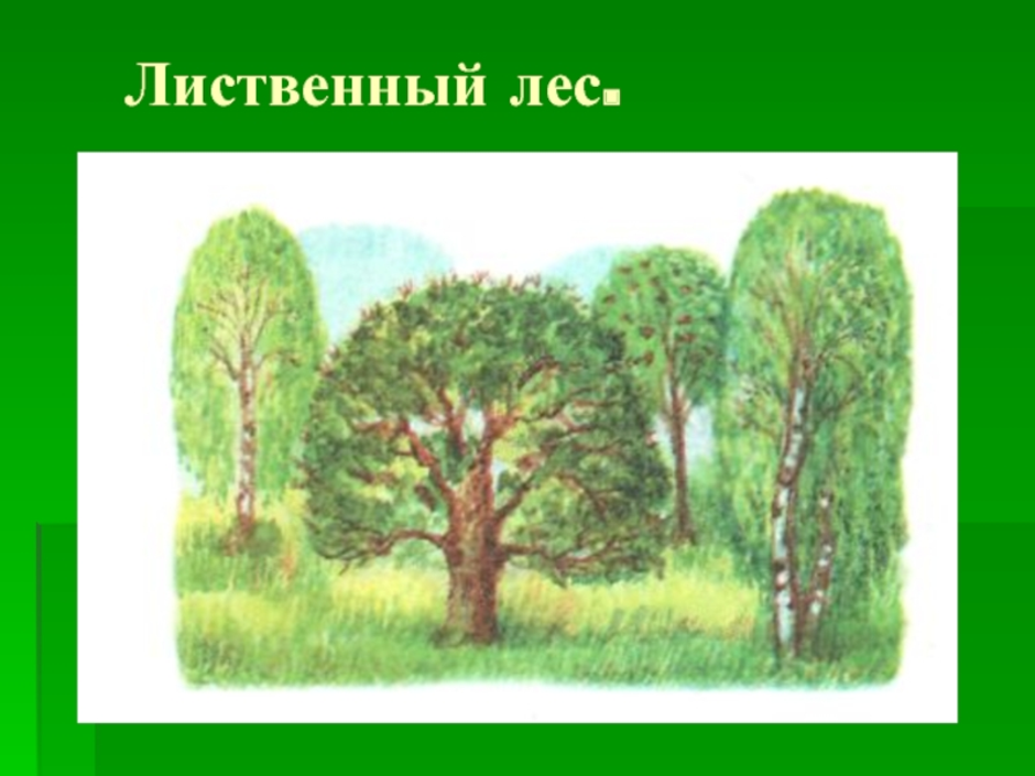 Широколиственный лес рисунок. Смешанные и широколиственный лес для дошкольников. Лиственный лес для детей дошкольного возраста. Рисунок лиственого листа. Рисунок лиственогодеса.