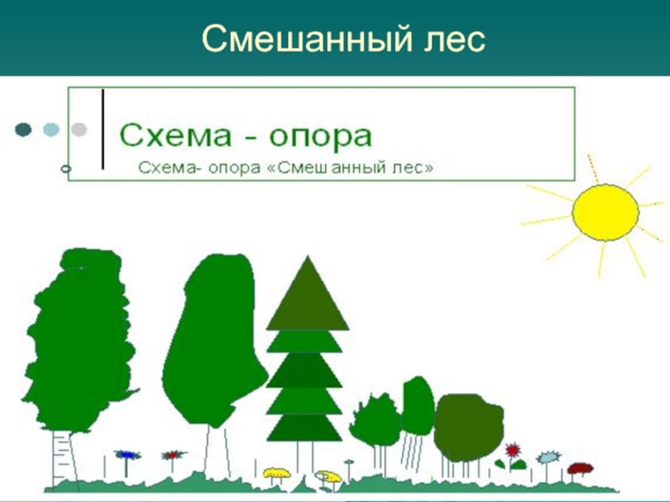 Как нарисовать смешанный лес. Смешанный лес схема. Схема смешанный лес для детей. Схематическое изображение леса. Смешанный лес рисунок.