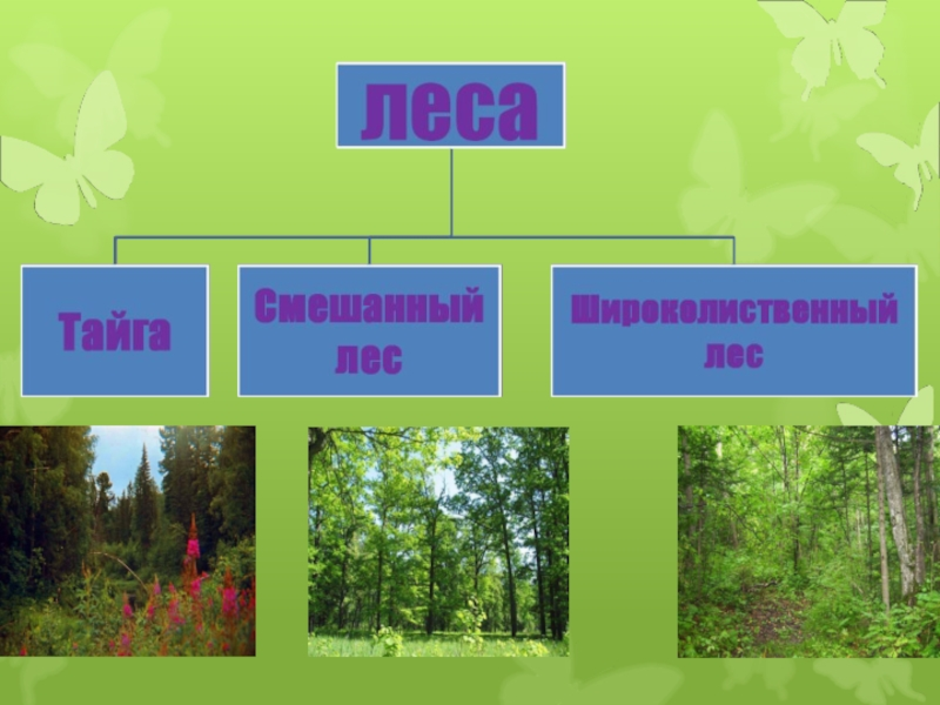 Тайга и широколиственные леса рисунок. Тайга смешанные леса широколиственный лес. Тайга широколиственные леса смешанные леса. Тайга смешанный и широколиственный лес 4 класс. Схема Тайга смешанный лес широколиственный лес.