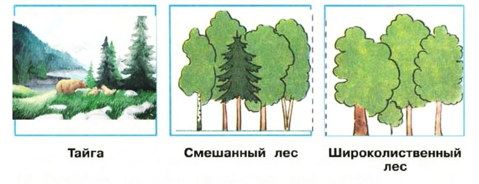 Широколиственный лес рисунок. Рисунок Тайга смешанный и широколиственный лес. Нарисовать тайгу смешанный лес широколиственный лес. Рисунок тайги смешанный и широколиственный лес 4. Рисунок тайги смешанный и широколиственный.