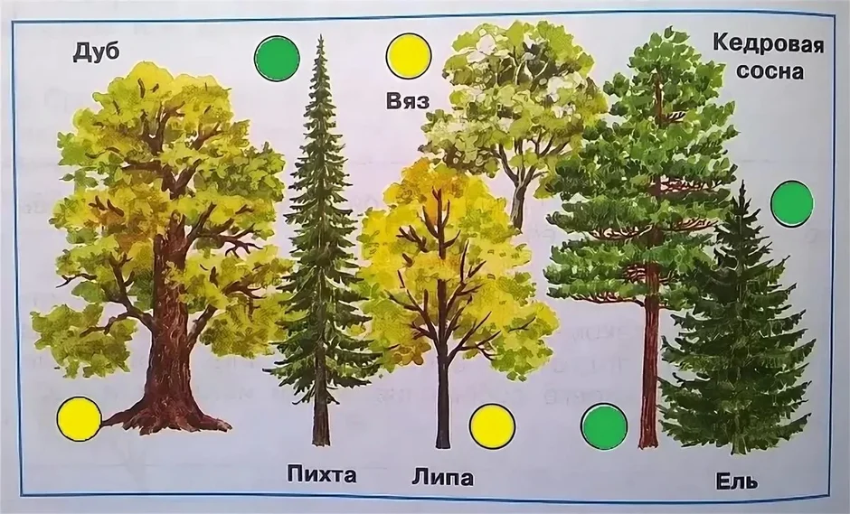 Смешанный лес рисунок