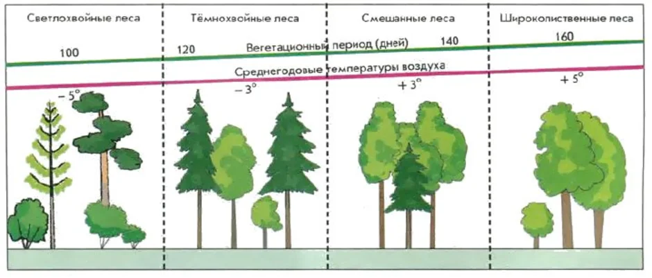 Смешанные леса и широколиственные леса рисунок