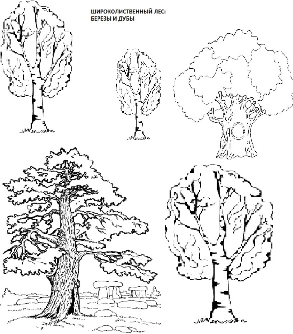Рисунки разных деревьев. Нарисованный смешанный лес и широколиственный лес. Широколиственные и смешанные леса схема. Смешанный и широколиственный лес рисунок. Лиственные деревья задания для дошкольников.